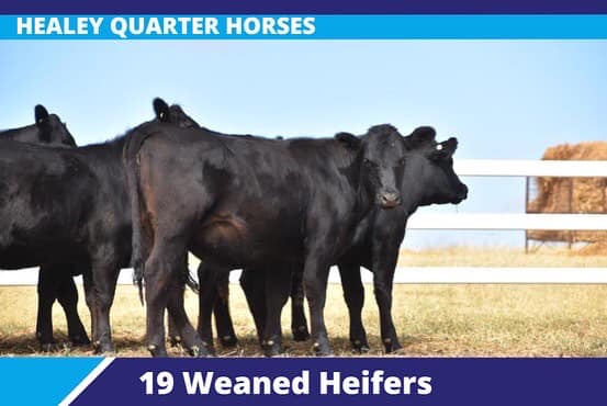 277735243 4854342054662657 5716862118107370566 n 1