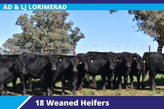 279396235 4947793578650837 2775689938084785855 n 1