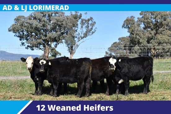 279631692 4947793485317513 8209199507830116781 n 1