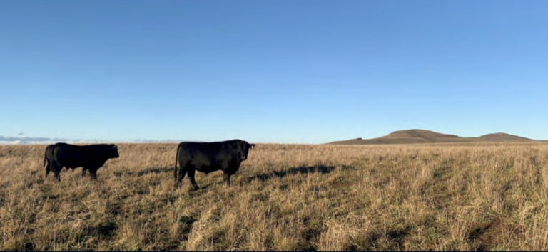 Screen Shot 2022 05 04 at 10.03.14 pm 768x354