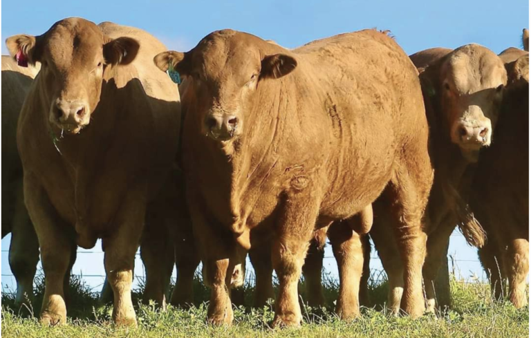 Screen Shot 2022 05 05 at 11.05.16 am 2 768x489